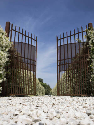 Entrance Boulevard covered with jasmine in white flower